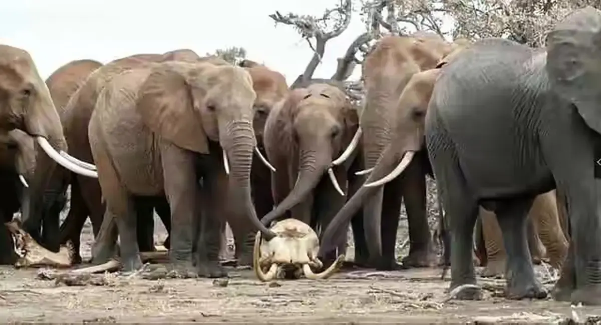 意大利电影《女王的大象》1080P高清无删减《女王的大象》无广告免费在线观看网盘下载-人人影视