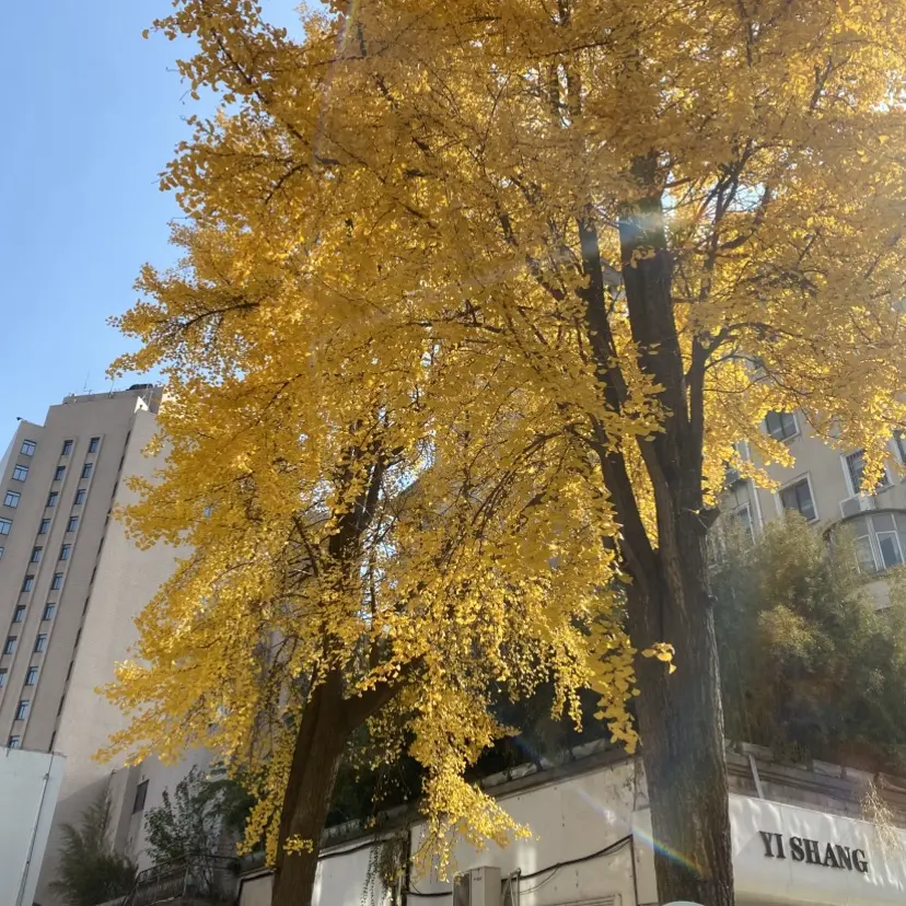 《女人与狗》HD高清完整版在线观看-俄罗斯电影女人与狗无删减无广告播放-欧美剧情片1080P高清画质免费观看