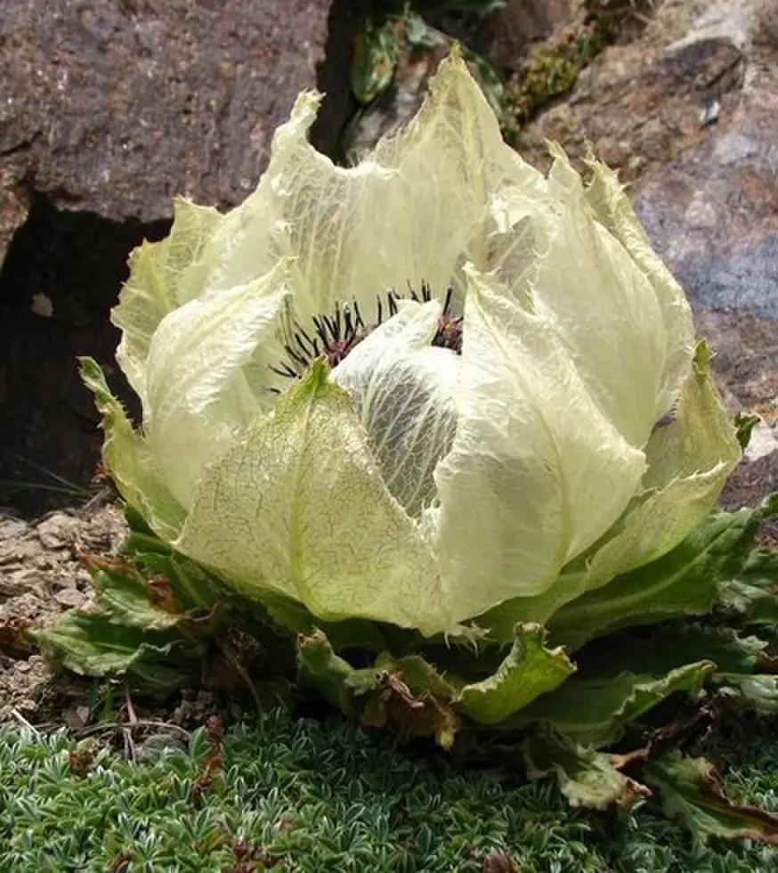 经典电影《The Tease/捉弄》蓝光原盘无删减国语配音中英字幕无广告免费看 - 高清资源《The Tease/捉弄》4K全集在线免费点播